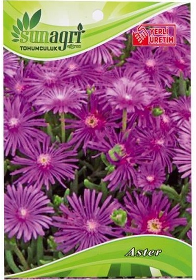 Sunagri Aster Çiçeği Çiçek Tohumu
