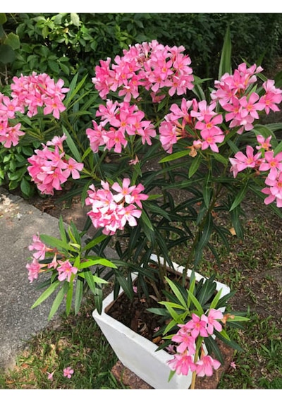 Videolu Pembe Renkli Zakkum Çiçeği Fidanı 40 60cm Adet Saksılı Dış Mekan Bitkisi Nerium Oleander