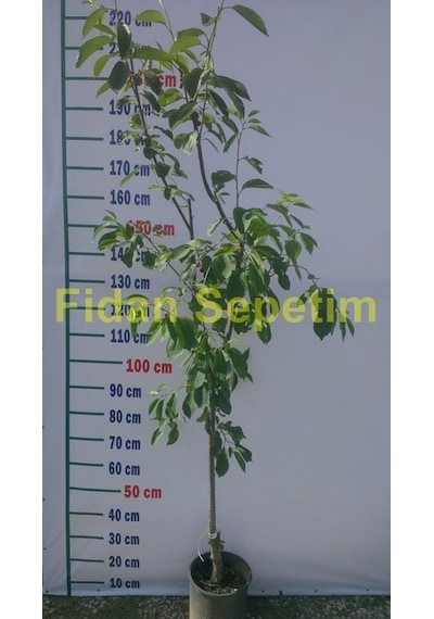 4 Yaş Kütahya Vişne Fidanı *Yarı Bodur*
