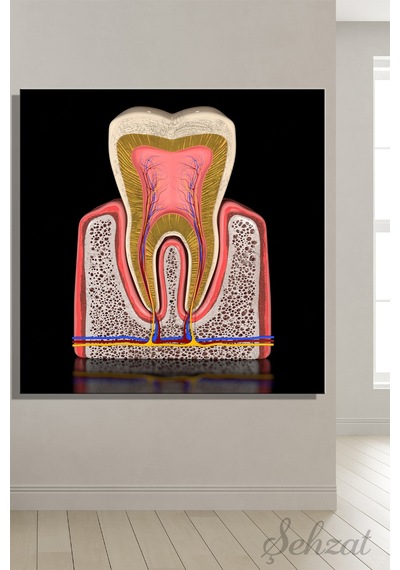 Kare Kanvas Duvar Tablosu Tekli Ağız Diş Sağlığı Dişçi Azı Dişinin Anatomisi 3d Diş Kesiti Çok Renkli