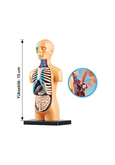 Minyatür İnsan Gövdesi 7 Parça Takılabilir Organ Anatomisi Vücut Tanıma Eğitim Seti 15 Cm