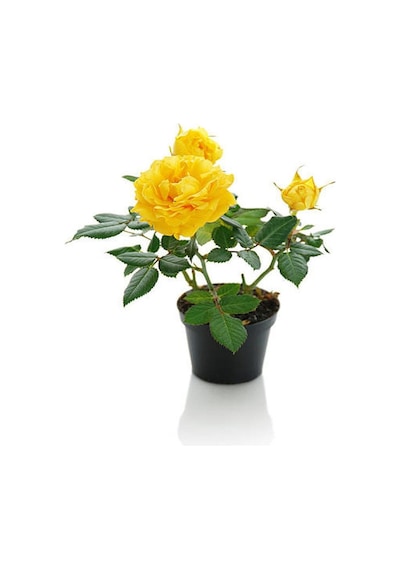 Sarı Gül Fidanı+ Buz Çiçeği Fidanı Seti 15-25 Cm Saksılı Dış Mekan Bitkileri