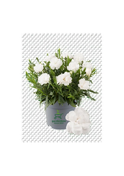 Bodur Karanfil Çiçeği Beyaz Renk 15-25cm Saksılı Yeni Sezon Ürün