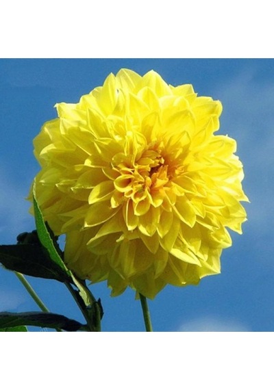 Sarı Renk Kelvin Floodlight Dahlia Yıldız Çiçeği Yumrusu (1 Adet)