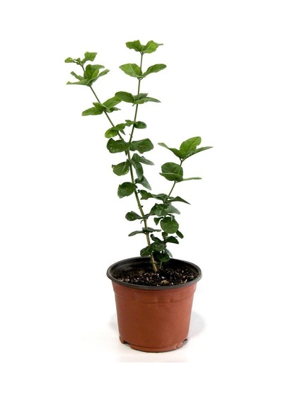 Çiçek Ful Çiçeği Beyaz Yasemin Bitkisi 55 Cm +