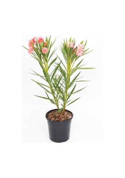 Zakkum Çiçeği 5 Adet - Nerium Oleander Dış Mekan Çiçeği