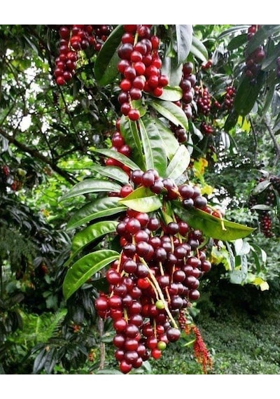3 Adet Karayemiş Fidanı Prunus Laurocerasus Çok Yıllık Sağlam