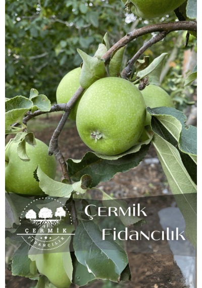 Tüplü Yeşil Elma Fidanı