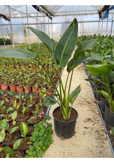 Canlı Straliçe Cennet Kuşu Bitkisi 100 150 Cm 2 Köklü, Büyük Boy Salon Bitkisi Strelitzia