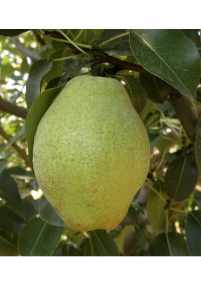 Armut Margeret 180-200 Cm Tüplü