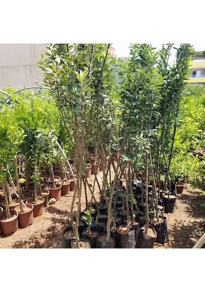 5 Yaş, Aşılı Elma Fidanı AMASYA, Torbada