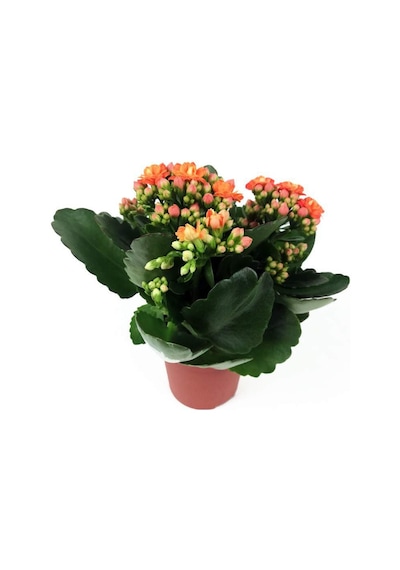 Kalanşo Çiçeği Kalanchoe 10 Adet Karışık Renklerde