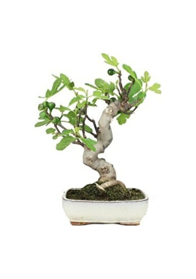 Bonsai Yeşil Incir Ağacı Tohumu 5 Adet Tohum