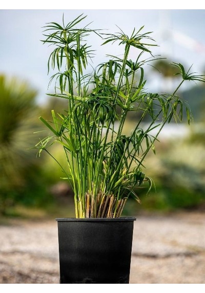 Salon Dekor Bitkisi Japon Şemsiyesi 1 Adet Saksıl 20-40 Cm Cyperus Alternifolius