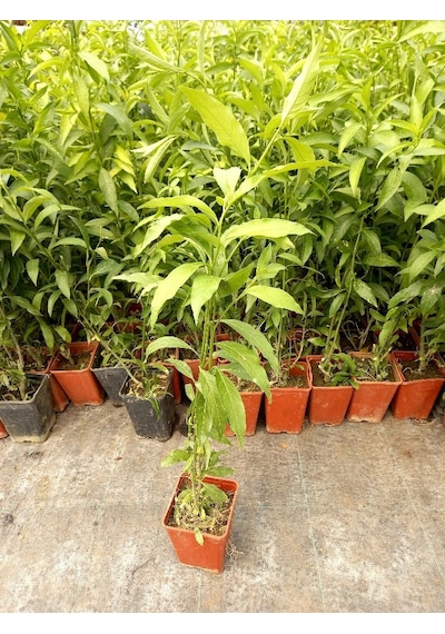 Melisa Çiçeği Fidanı 5 Adet - Cestrum Nocturnum N11.582