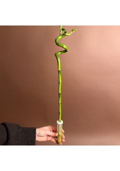 Şans Bambusu Dracaena Sanderiana 60 Cm Spiral Form Tek Gövde