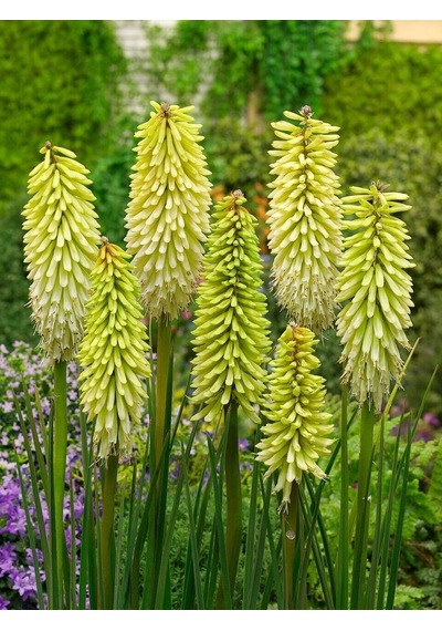 Soğuklara Dayanıklı Kniphofia Ice Queen Fener Meşale Çiçeği Zambağı Soğanı 1 Adet