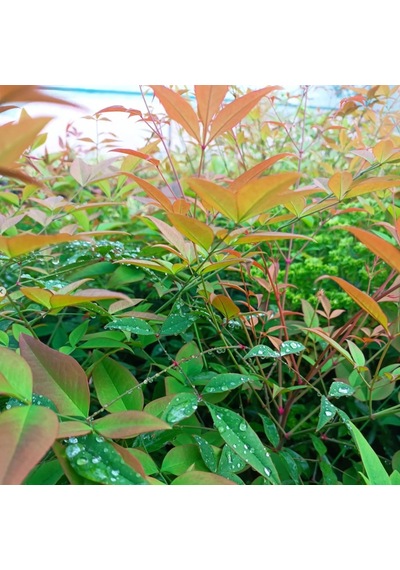10 Adet Cennet Bambusu Bitkisi Paketi 'nandina Domestica'