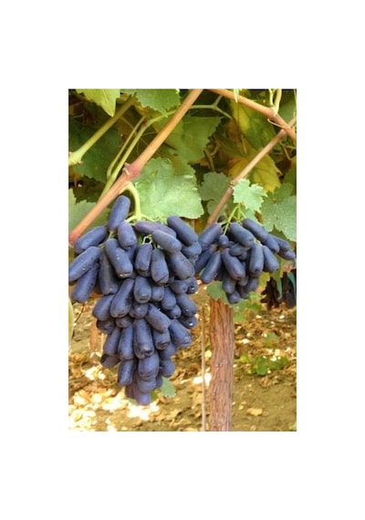 Aşılı Siyah Parmak Üzüm Fidesi 10-20 Cm