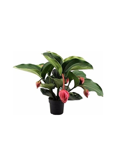 Medinilla Magnifica, Medine Gülü Çiçeği