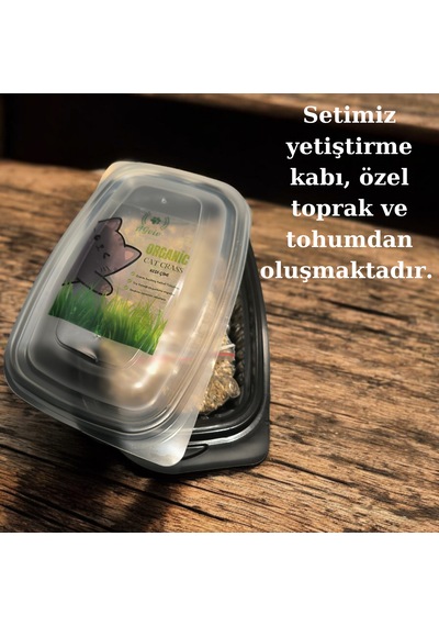 Agviv Kedi Çimi Yetiştirme Seti Doğal