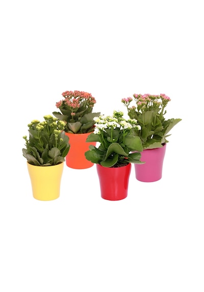 Kalanşo Çiçeği Kalanchoe 10 Adet Karışık Renklerde