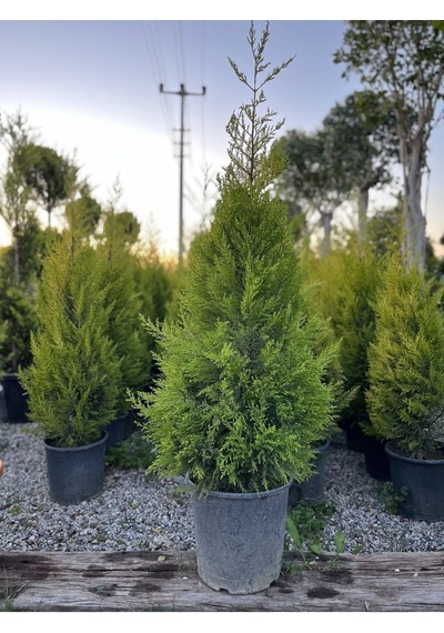 Videolu Limon Selvi Çamı Fidanı 1 Adet 60-120cm Saksılı Lemon Cypress