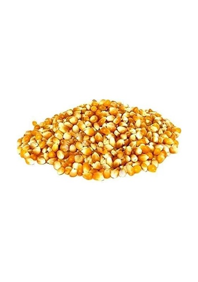 50 Adet Patlak Mısır Popcorn Tohumu, Eğlenceli Atıştırmalık