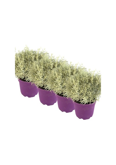 4 Lü Lavantin Set 30-50 Cm