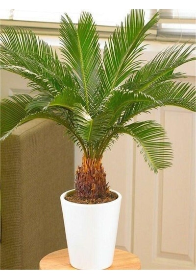 Cycas Ağacı Tohumu Sikas Ağacı Tohumu Revoluta Süs Ağacı 5 Adet Dev Tohum