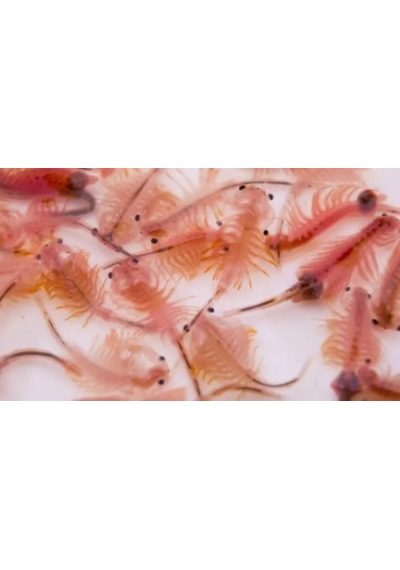 Revive Artemia Cyst Akvaryum Ve Canlı Balık Yemi 2 Kg