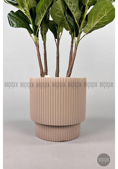 Biçiçek Keman Yapraklı Kauçuk Bi̇tki̇si̇ 150cm 5 Gövdeli̇ 130 Yapraklı Mocha Vega Saksıda