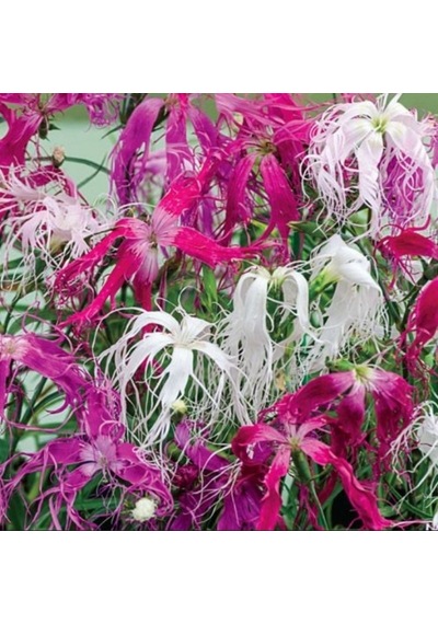 Dianthus Superbus Red Bol Kokulu Karanfil Çiçeği Tohumu 100 Adet