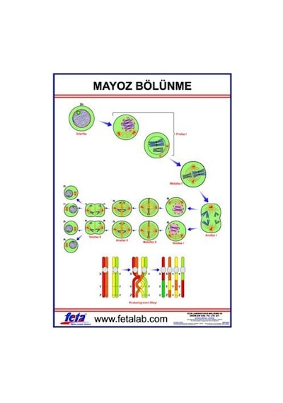 Mayoz Bölüneyeni Levhası