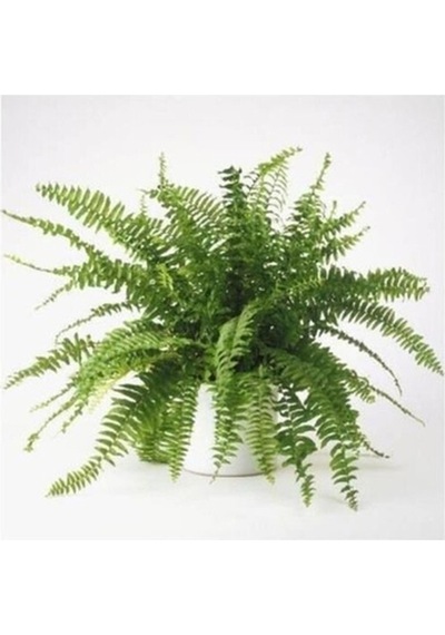 Love Stairs Seedling Aşk Merdiveni Fidanı Fujer Nephrolepis 10-20 Cm