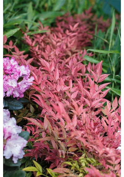 "nandina Fidanı - Cennet Bambusu, 2 Yıllık, Dayanıklı Ve Gösteriş