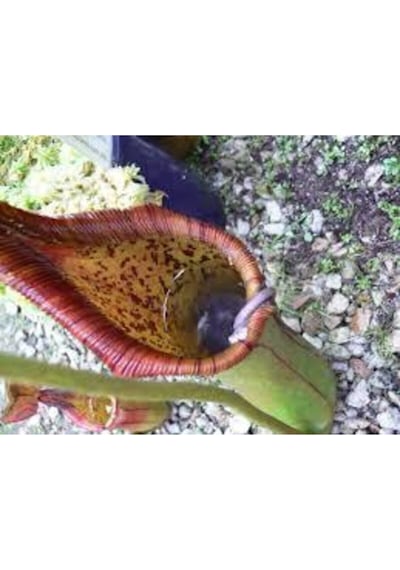 5 Adet Tohum Nepenthes Sinek Kapan Etobur Etçil Bitki Çiçeği Süpriz Hediye Bonzai Ağacı Tohumu
