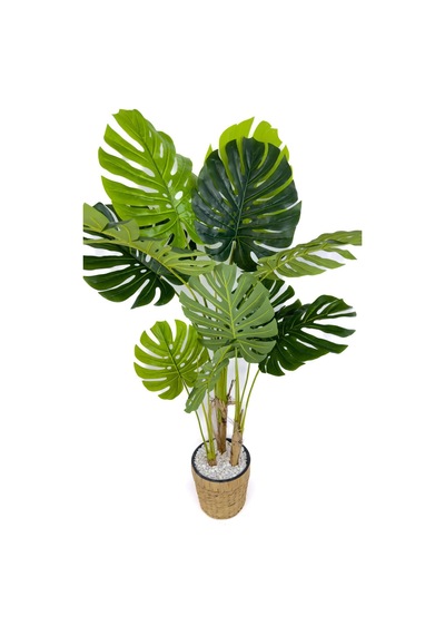 Biçiçek Yapay Monstera Ağacı Deve Tabani 150 Cm Su Sümbülü Hasir Saksıda