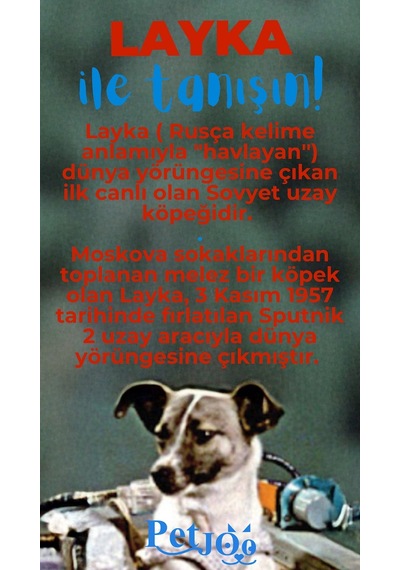 Petjoo 22.Layka Mavi-Kırmızı Qr'lı Köpek Künyesi