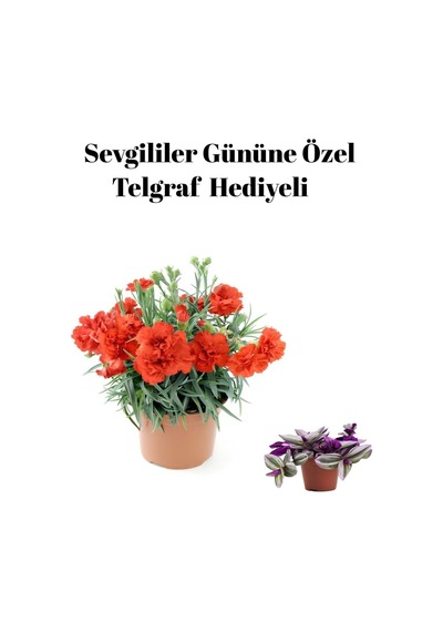Kadınlar Gününe Özel Kırmızı Renk Kokulu Karanfil Çiçeği Telgraf Hediyeli