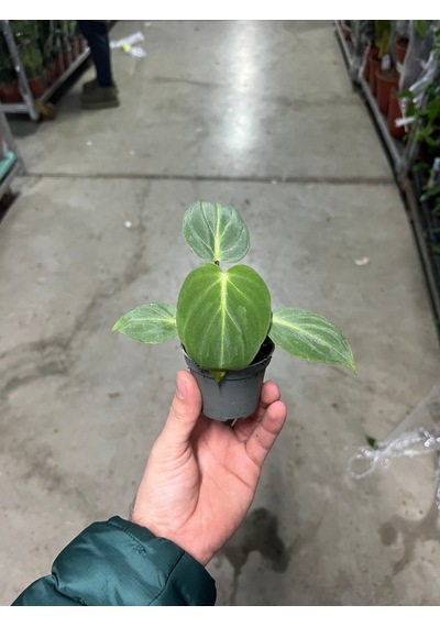 Philodendron Gloriosum Ø5,5 Cm H0-10 Cm