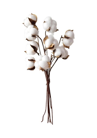 Doğal Pamuk Çiçeği Tekli Dal Kuru Yapay Çiçek 30 CM 10 'lu