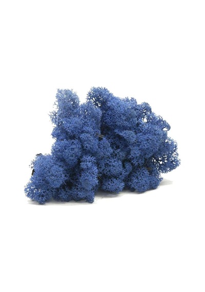 Reindeer Moss Mavi Şoklanmış Norveç Yosunu 30gr