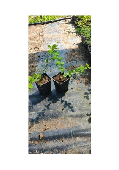 Kış Hanımeli Fidanı, Lonicera Fragrantissima, 20 Cm Ve Üzeri, Yaprak Döken, Limon Kokulu Çiçekli, 1-3 Metre Büy Çok Renkli