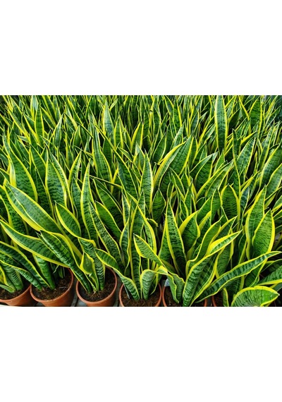 Alacalı Paşa Kılıcı Sansevieria - Büyük Boy 50-60 Cm