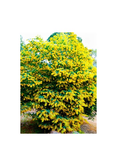 Videolu Sarı Beyaz Mor 3 Adet Oya Ağacı Fidanı 30-75cm Tüplü Yellow White Purple Lacebark
