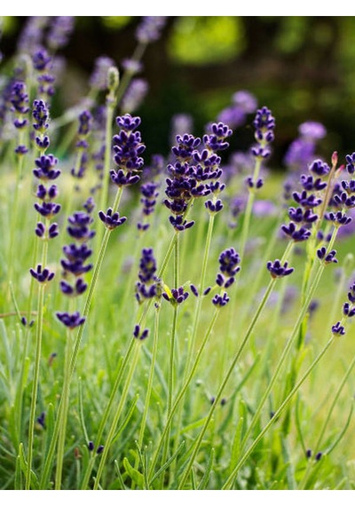 Videolu Kokulu Lavanta Fidesi 20 Adet 15-20 Cm Tüplü Dış Mekan Lavander