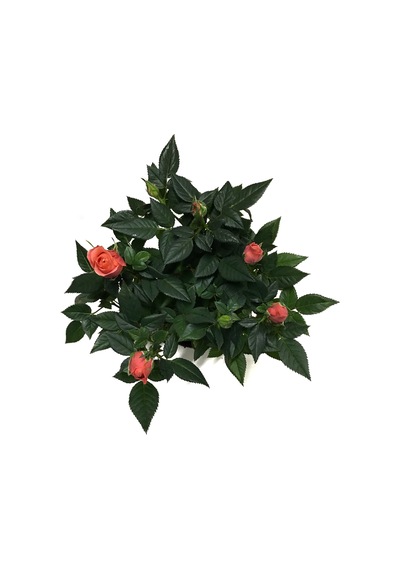 Rosa 'pinkish Orange' Somon Gül