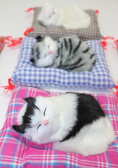 Yastıkta Uyuyan Kedi Sesli Alk24 diğer