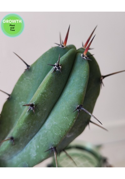Blue Myrtillocactus 1 Adet
